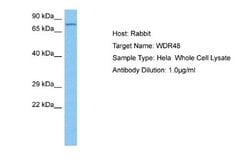 UAF1/WDR48 Rabbit anti-Human, Polyclonal, Novus Biologicals 0.1ml; Unconjugated:Antibodies,